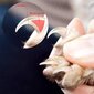 Pihdit ja viila pienille ja keskikokoisille koirille ja kissoille hinta ja tiedot | Eläinten hoitotuotteet | hobbyhall.fi