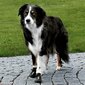 Suojakengät koirille Trixie Walker Active, M-L, 2 kpl hinta ja tiedot | Koiran vaatteet | hobbyhall.fi