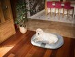 Hobbydog peti Ponton, XXL, vaaleanharmaa, 120x100 cm hinta ja tiedot | Pedit ja pesät | hobbyhall.fi