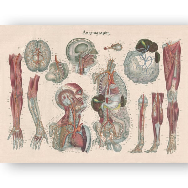 Taulu Anatomia III