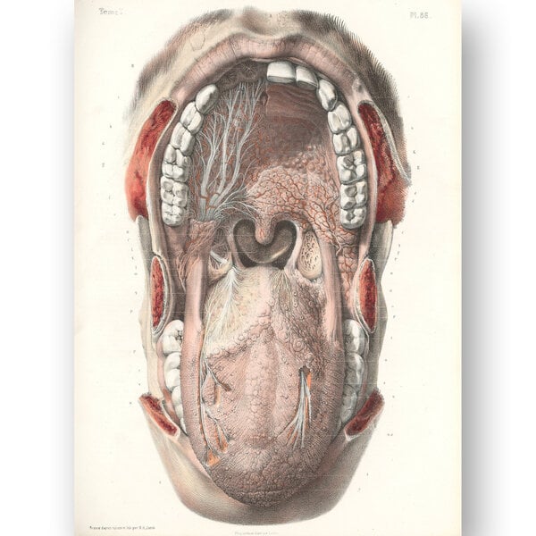 Taulu Suun anatomia