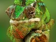Taulu Kameleontti hinta ja tiedot | Taulut | hobbyhall.fi