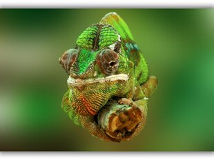 Taulu Kameleontti hinta ja tiedot | Taulut | hobbyhall.fi