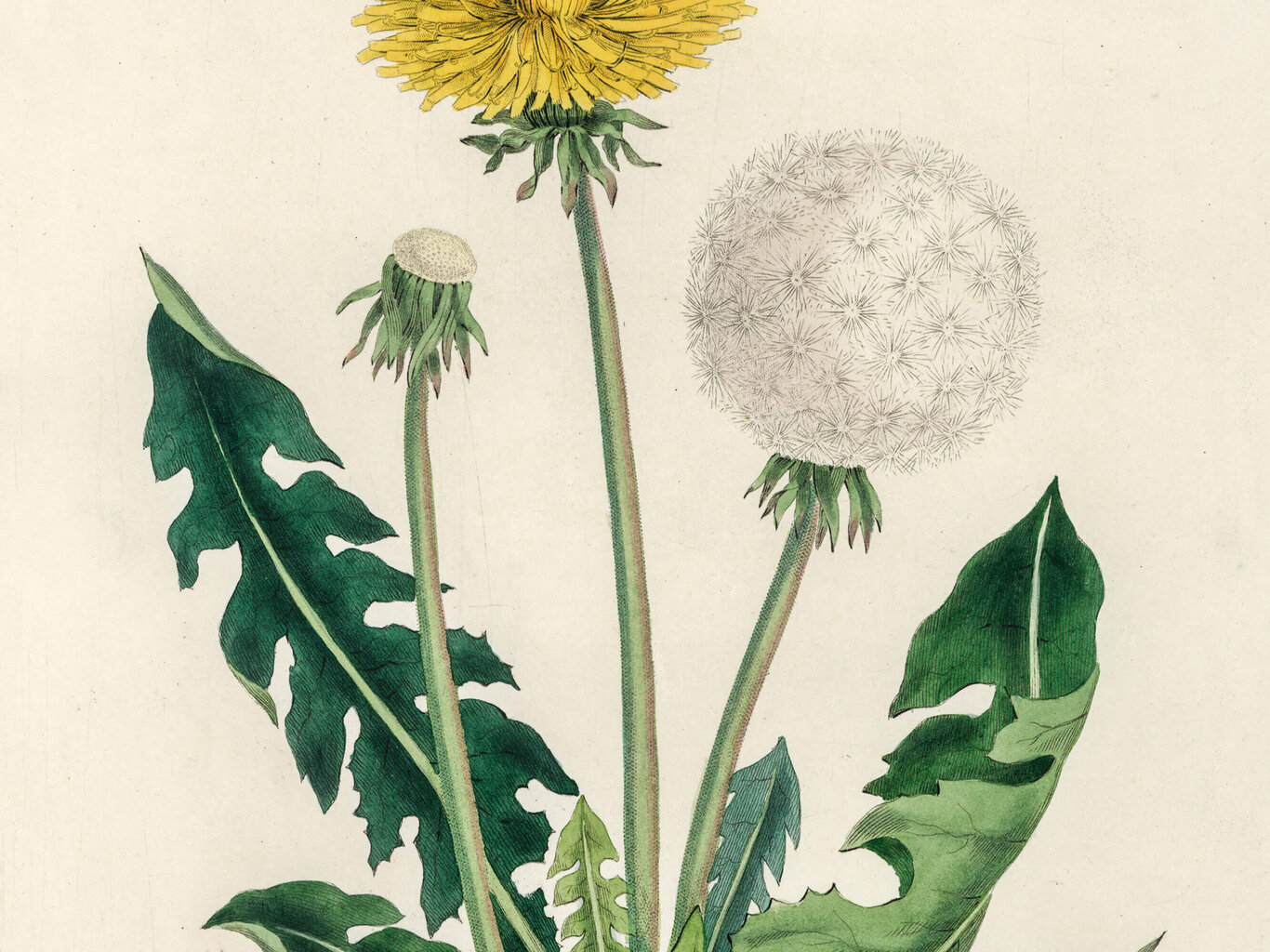 Taulu Vintage Botany: Voikukka hinta ja tiedot | Taulut | hobbyhall.fi