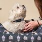 Koiran kaulapanta Disney Villains, harmaa, M/L hinta ja tiedot | Koiran valjaat ja kaulapannat | hobbyhall.fi