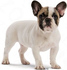 Royal Canin ranskanbulldogin pennuille, 10 kg hinta ja tiedot | Koiran kuivaruoka | hobbyhall.fi