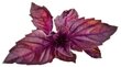 Click & Grow Smart Garden -täyttö Red Basil 3kpl hinta ja tiedot | Yrttien siemenet | hobbyhall.fi