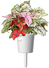 Click & Grow Smart Garden -täyttö Polka Dot Flower 3kpl hinta ja tiedot | Sisäpuutarhat ja kasvilamput | hobbyhall.fi