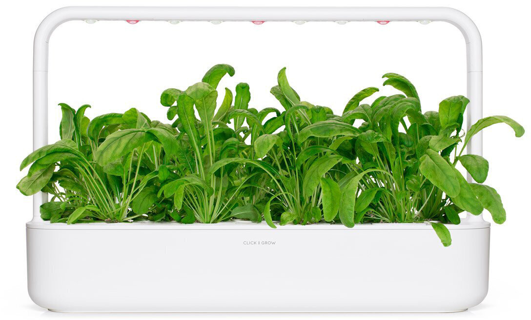 Click & Grow Smart Garden täyttöpakkaus Mibuna 3kpl hinta ja tiedot | Sisäpuutarhat ja kasvilamput | hobbyhall.fi