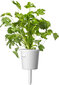 Click & Grow Plant Pod Steak Mix 9kpl hinta ja tiedot | Sisäpuutarhat ja kasvilamput | hobbyhall.fi