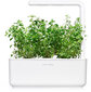 Click & Grow Smart Garden -täyttöpakkaus Mountain Savory 3kpl hinta ja tiedot | Yrttien siemenet | hobbyhall.fi