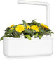 Click & Grow Smart Refill Marigold 3kpl hinta ja tiedot | Kukkien siemenet | hobbyhall.fi