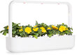 Click & Grow Smart Refill Marigold 3kpl hinta ja tiedot | Kukkien siemenet | hobbyhall.fi