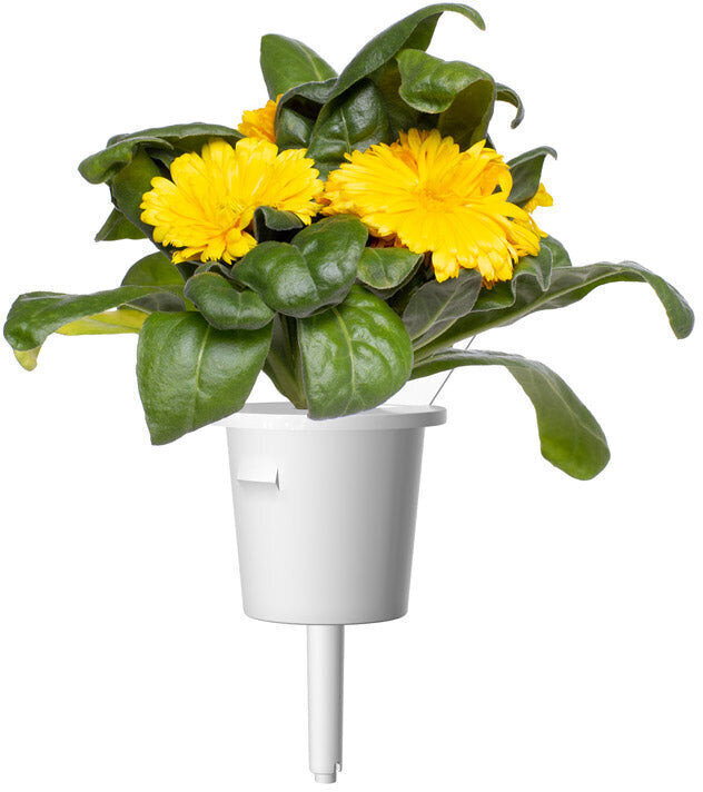 Click & Grow Smart Refill Marigold 3kpl hinta ja tiedot | Kukkien siemenet | hobbyhall.fi