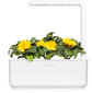 Click & Grow Smart Refill Marigold 3kpl hinta ja tiedot | Kukkien siemenet | hobbyhall.fi