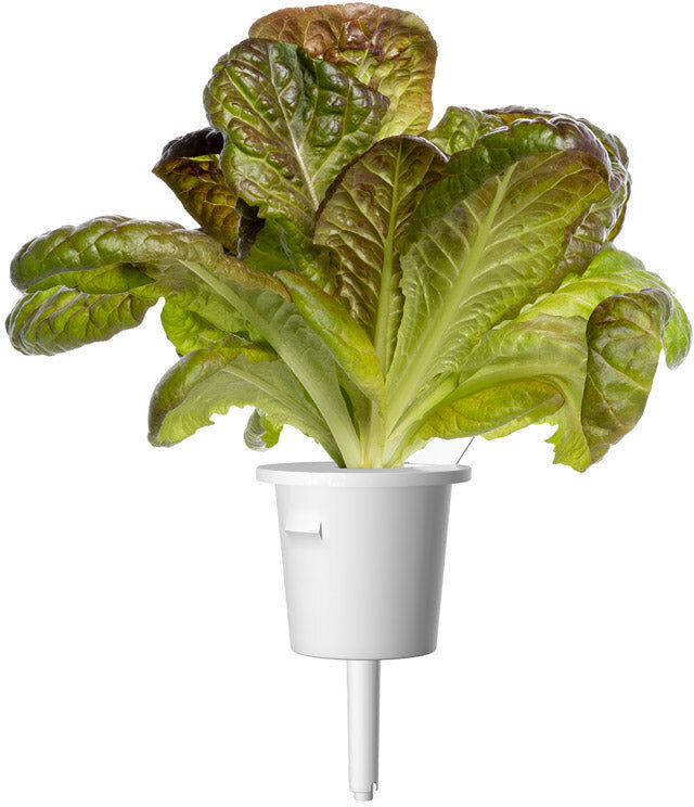 Click & Grow Smart Refill Punainen romainesalaatti 3kpl hinta ja tiedot | Kasvisten siemenet | hobbyhall.fi