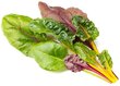 Rainbow chard Click &amp; Grow, 3 kpl hinta ja tiedot | Kasvisten siemenet | hobbyhall.fi