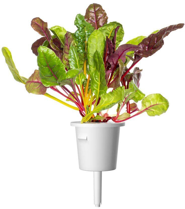 Rainbow chard Click &amp; Grow, 3 kpl hinta ja tiedot | Kasvisten siemenet | hobbyhall.fi