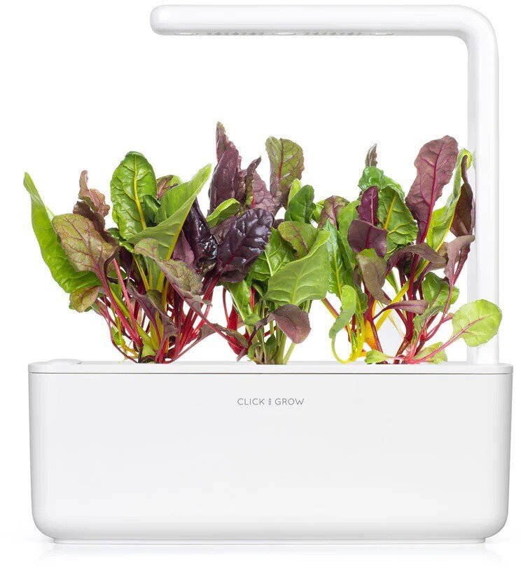 Rainbow chard Click &amp; Grow, 3 kpl hinta ja tiedot | Kasvisten siemenet | hobbyhall.fi