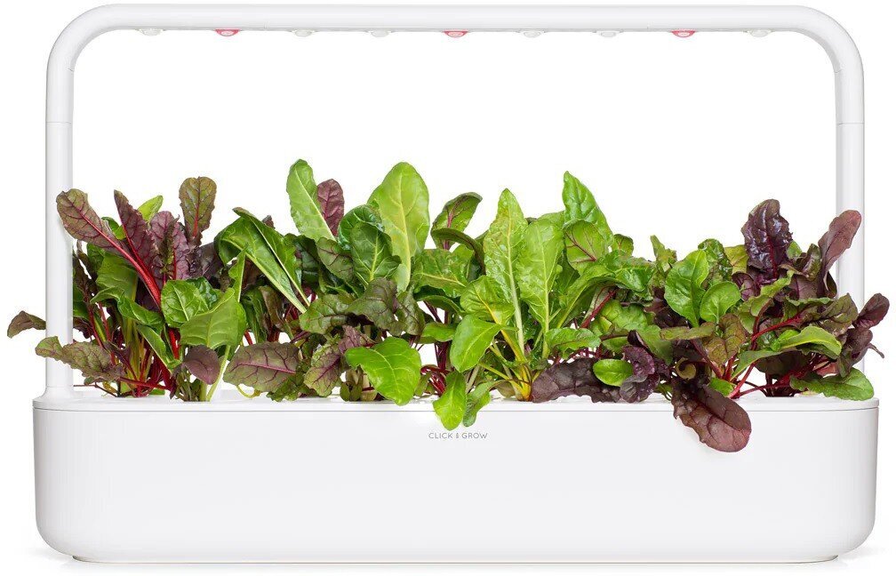 Rainbow chard Click &amp; Grow, 3 kpl hinta ja tiedot | Kasvisten siemenet | hobbyhall.fi