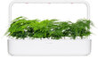 Click & Grow Smart Refill Feather spar 3kpl hinta ja tiedot | Kukkien siemenet | hobbyhall.fi