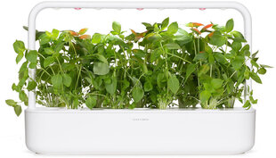 Click & Grow Smart Refill Lemon Basil 3 kpl hinta ja tiedot | Yrttien siemenet | hobbyhall.fi