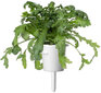 Click & Grow Smart Garden -täyttö Shungiku 3kpl hinta ja tiedot | Yrttien siemenet | hobbyhall.fi