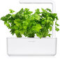 Click & Grow Smart Garden Refill Leaf Selleri 3kpl hinta ja tiedot | Kasvisten siemenet | hobbyhall.fi