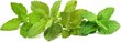 Click & Grow Plant Pod rauhoittava teesekoitus 9kpl hinta ja tiedot | Sisäpuutarhat ja kasvilamput | hobbyhall.fi