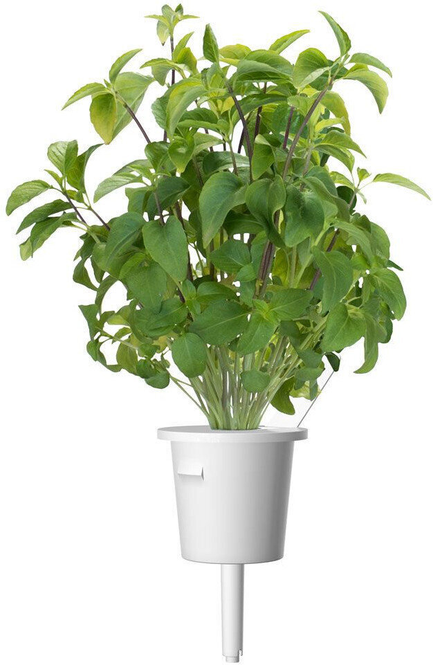 Click & Grow Smart Garden -täyttö Thai Basil 3kpl hinta ja tiedot | Yrttien siemenet | hobbyhall.fi