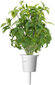 Click & Grow Smart Garden -täyttö Thai Basil 3kpl hinta ja tiedot | Yrttien siemenet | hobbyhall.fi