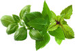 Click & Grow Plant Pod Basil Variety Mix 9 kpl hinta ja tiedot | Yrttien siemenet | hobbyhall.fi