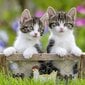 Ravensburger palapeli 3x49 kpl Kitties hinta ja tiedot | Palapelit | hobbyhall.fi