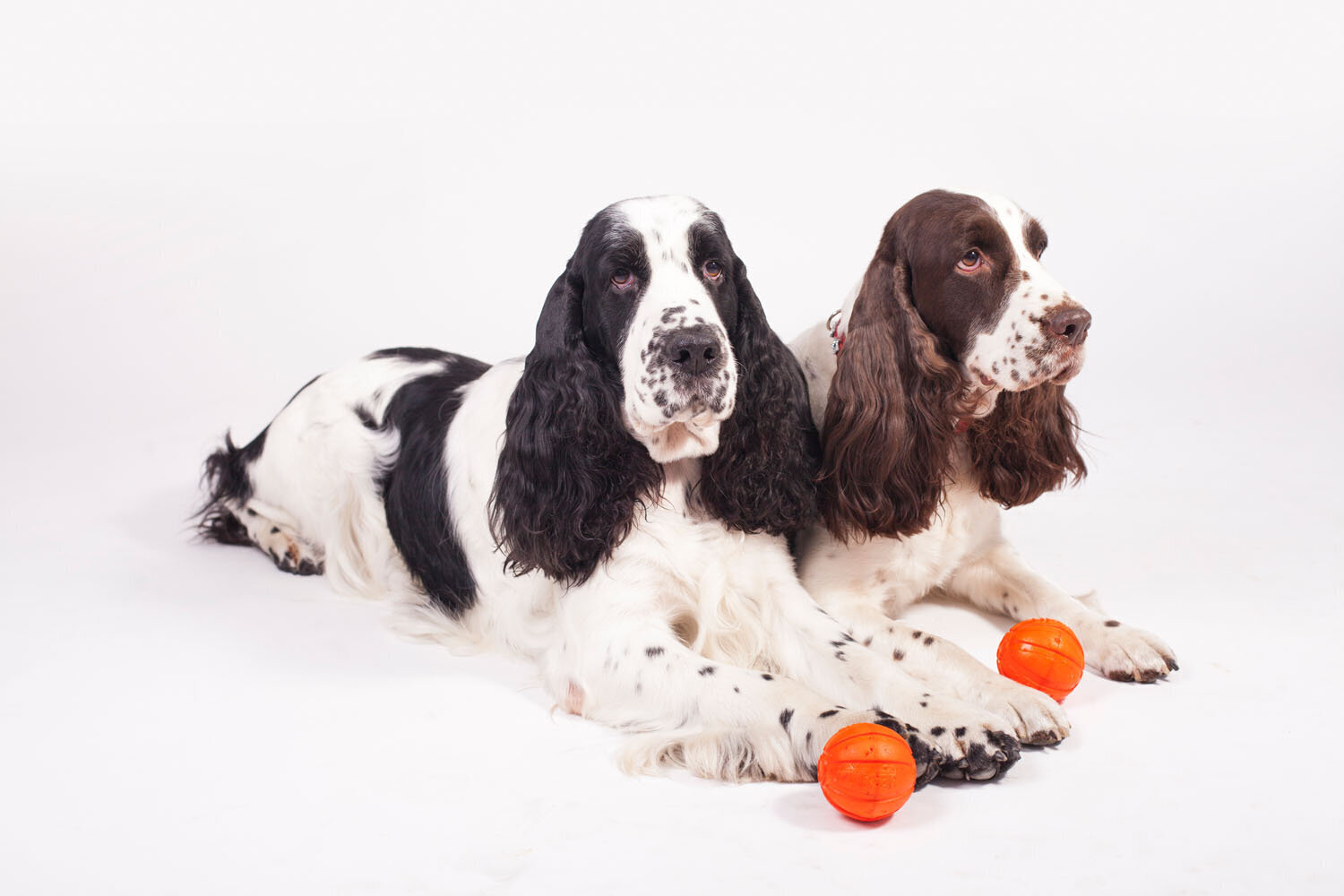 Interaktiivinen koiranlelu Doggy Liker, 5 cm, oranssi hinta ja tiedot | Koiran lelut | hobbyhall.fi