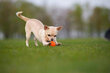 Interaktiivinen koiranlelu Doggy Liker, 5 cm, oranssi hinta ja tiedot | Koiran lelut | hobbyhall.fi