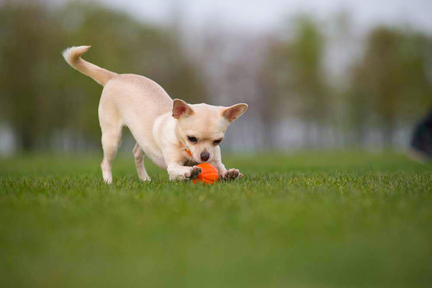 Interaktiivinen koiralelu Doggy Liker, 7 cm, oranssi hinta ja tiedot | Koiran lelut | hobbyhall.fi