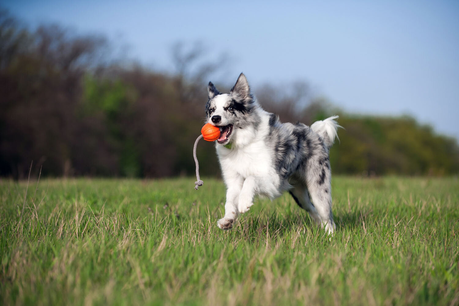 Interaktiivinen koiran lelu Doggy Liker Cord, 5 cm, oranssi hinta ja tiedot | Koiran lelut | hobbyhall.fi