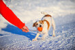 Interaktiivinen koiran lelu Doggy Liker Cord, 7 cm, oranssi hinta ja tiedot | Koiran lelut | hobbyhall.fi