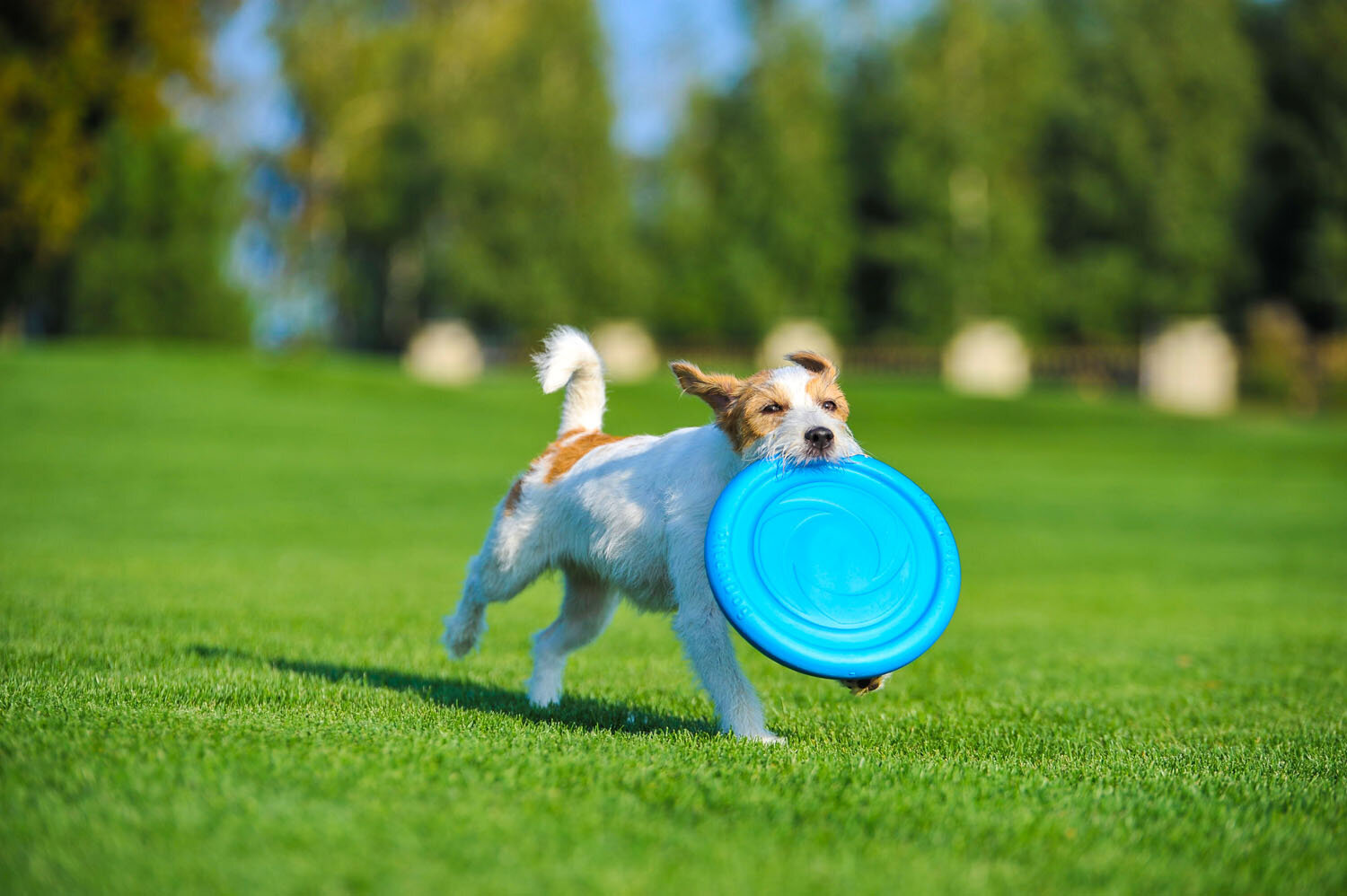 Interaktiivinen lelu koirille lentävä kiekko Doggy Pitchdog, 24 cm, sininen hinta ja tiedot | Koiran lelut | hobbyhall.fi