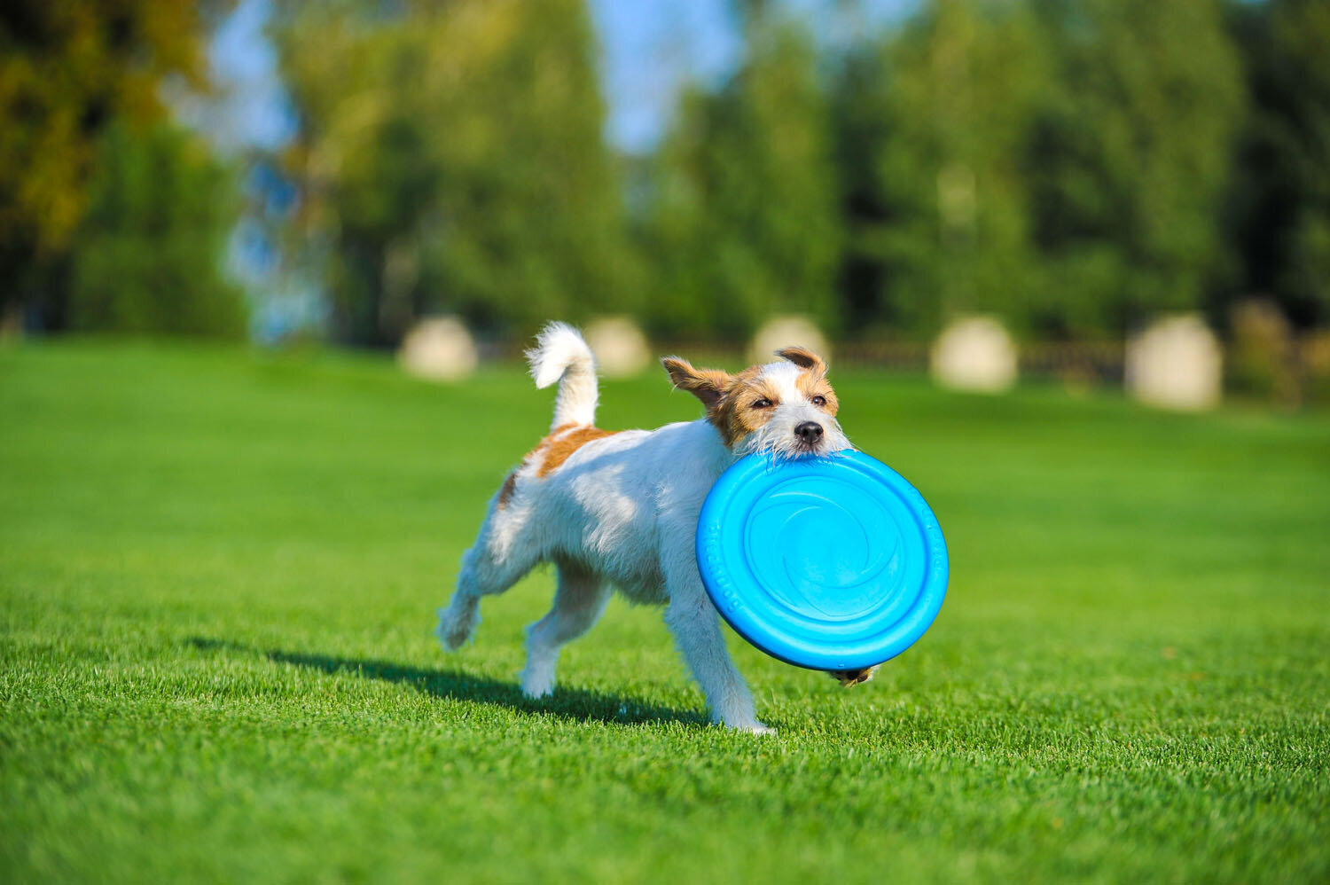 Interaktiivinen lelu koirille lentävä kiekko Doggy Pitchdog, 24 cm, roosa hinta ja tiedot | Koiran lelut | hobbyhall.fi