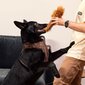 Lelu koirille Star Wars, ruskea hinta ja tiedot | Koiran lelut | hobbyhall.fi
