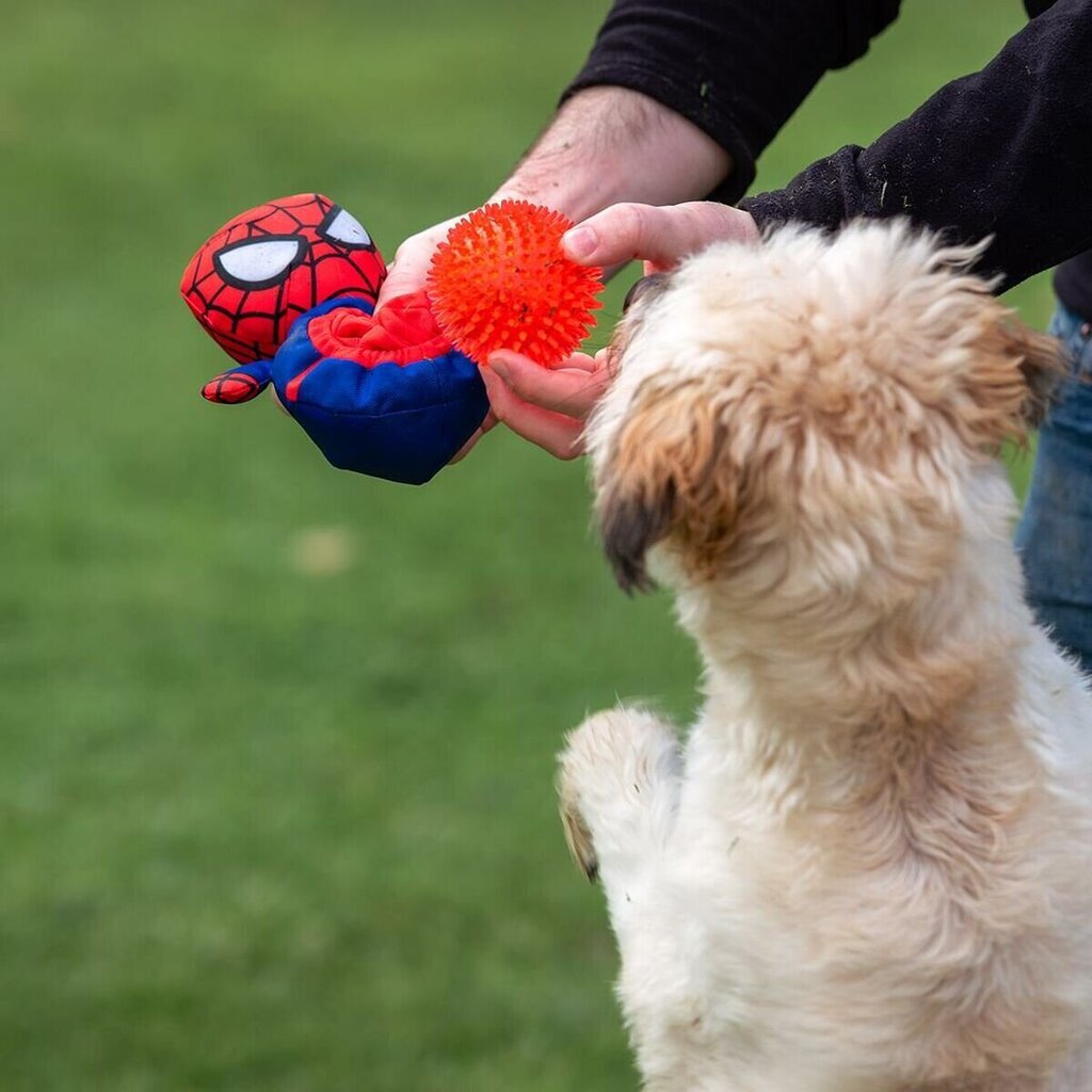 Lelu koirille Spiderman, punainen hinta ja tiedot | Koiran lelut | hobbyhall.fi