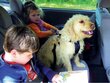 Turvavyö pienille koirille Zolux, musta hinta ja tiedot | Koiran matkatarvikkeet | hobbyhall.fi