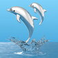 Avaimenperä Metalmorphose Dolphin Family, hopea hinta ja tiedot | Hauskat avaimenperät | hobbyhall.fi