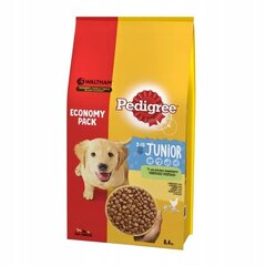 Pedigree Junior keskikokoisille koirille, kanaa, 8,4 kg hinta ja tiedot | Koiran kuivaruoka | hobbyhall.fi