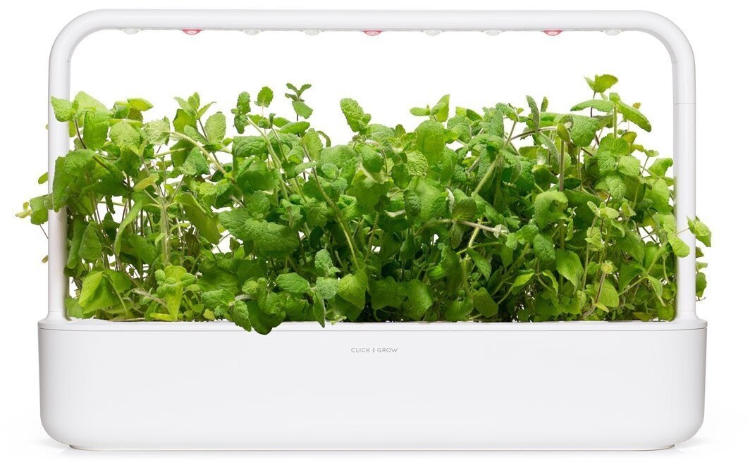 3 tuotteen paketti, Click & Grow Smart Garden -täyttö Apple Mint 3kpl hinta ja tiedot | Sisäpuutarhat ja kasvilamput | hobbyhall.fi