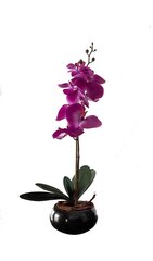 Keinotekoinen orkidea Serenade / 55cm hinta ja tiedot | Keinotekoiset kukat | hobbyhall.fi