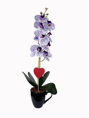 Keinotekoinen orkidea Maria / 50cm hinta ja tiedot | Keinotekoiset kukat | hobbyhall.fi