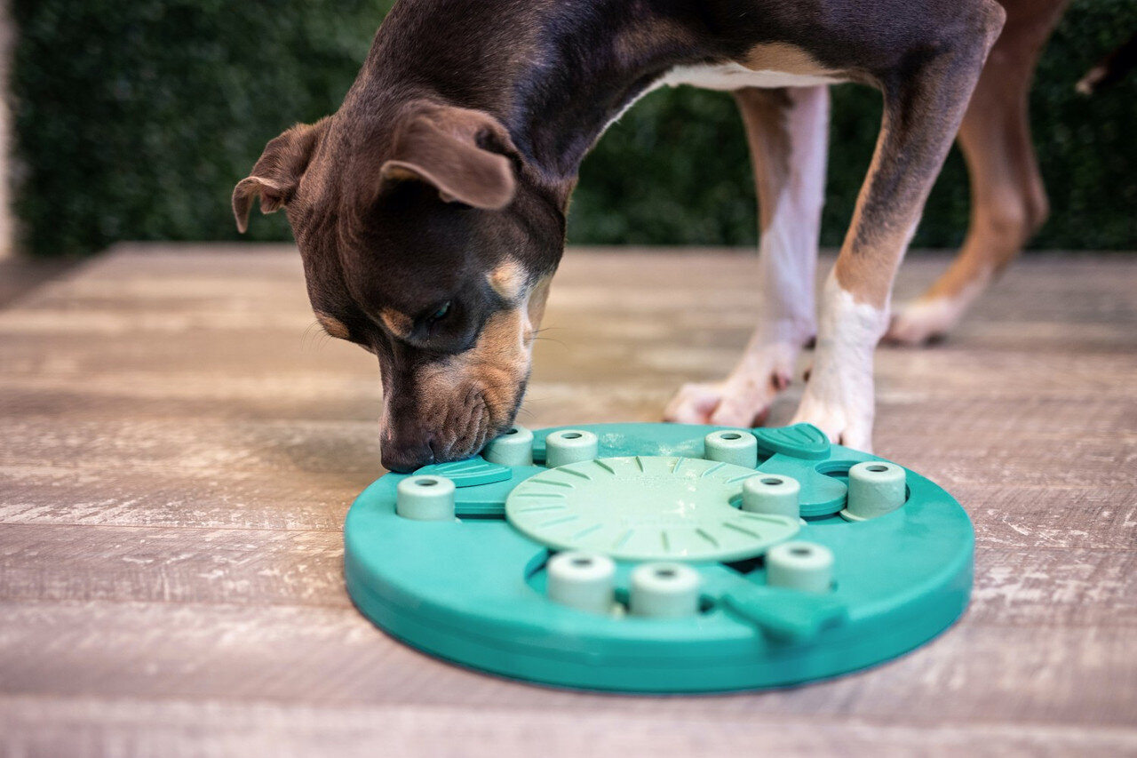 Älypeli koirille Nina Ottosson Dog Worker, vihreä hinta ja tiedot | Koiran lelut | hobbyhall.fi