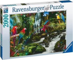 Ravensburger Puzzle 2000 papukaijat viidakossa 17111 hinta ja tiedot | Palapelit | hobbyhall.fi